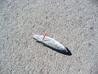 Сегодня счёт 3:2 по луфарю в Порту Бургас: без слов, только фото