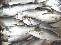 Черное море ждёт эконефть: грязь и мазут идут, но пока рыба ещё стоит