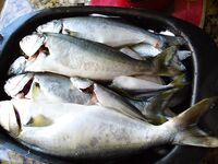 Черное море ждёт эконефть: грязь и мазут идут, но пока рыба ещё стоит