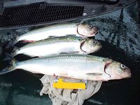 Росенец бывший Отманли: дорога на Созополь, рыба и немного «профилактики»