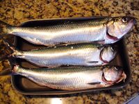 Росенец бывший Отманли: дорога на Созополь, рыба и немного «профилактики»