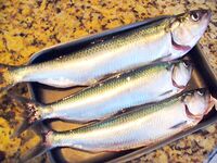 Росенец бывший Отманли: дорога на Созополь, рыба и немного «профилактики»