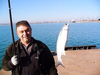 Порт Бургас, Японский кей: холодная хмурь, но пеленгас и сингиль заходят