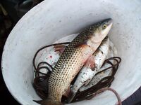 Порт Бургас, Японский кей: холодная хмурь, но пеленгас и сингиль заходят