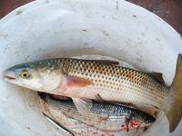 Северо-восток, шквал и «мертвяк» в порту: один крупный пеленгас и малый сингиль