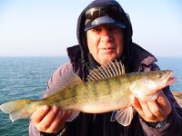 Рождественский холод: по одной-две на удочки, рассвет золотой и судак в отметке