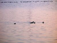 Рождественский холод: по одной-две на удочки, рассвет золотой и судак в отметке