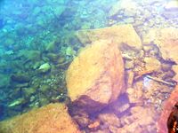 Царево — тёща, Бургас — промысел: 18 и 44 штуки за два дня по пеленгасу