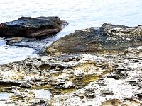 Царево — тёща, Бургас — промысел: 18 и 44 штуки за два дня по пеленгасу