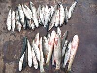 Царево — тёща, Бургас — промысел: 18 и 44 штуки за два дня по пеленгасу