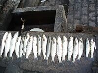 Царево — тёща, Бургас — промысел: 18 и 44 штуки за два дня по пеленгасу