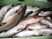 Царево — тёща, Бургас — промысел: 18 и 44 штуки за два дня по пеленгасу