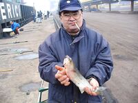 Японский пирс, примета с «кастрой»: мороз, туман и редкий клев пеленгаса