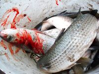 Порт Бургас, «Япончик»: холод, туман, снег и возврат из Поморие к улову