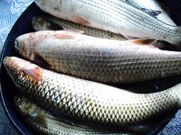 «Монстры» кефали 3–4 кг и уход баржи «Булкреми»: отчёт по уловам команды