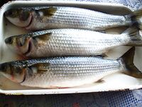 «Монстры» кефали 3–4 кг и уход баржи «Булкреми»: отчёт по уловам команды