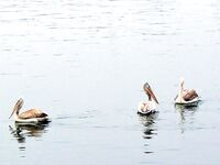 Туманная оттепель: с ним пришли кефаль, сингиль, пеленгас и чуларка