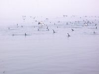 Туманная оттепель: с ним пришли кефаль, сингиль, пеленгас и чуларка