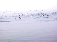 Туманная оттепель: с ним пришли кефаль, сингиль, пеленгас и чуларка