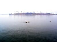 Туманная оттепель: с ним пришли кефаль, сингиль, пеленгас и чуларка