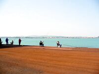 Весенний ставрид пришёл: самодур работает ведрами, попался мутант «хаймана»