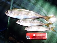 Весенний ставрид пришёл: самодур работает ведрами, попался мутант «хаймана»