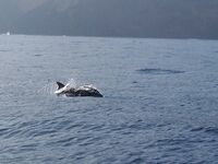 Фото в процессе: подогнала дельфина под формат, остальное доделаю позже