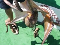 Кипр, охота на осьминога: мотовило, груз-конус 150 г и белые ленточки