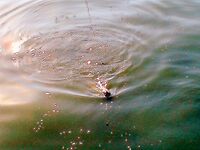 Порт Бургас, кей «Славянка»: пеленгас на нереиса — бронь места с 02:00