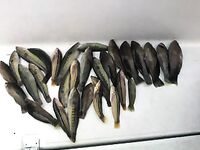 Cheilininae «бера» из 30 штук: опознание улова и японская подпись к фото