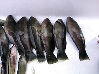 Cheilininae «бера» из 30 штук: опознание улова и японская подпись к фото