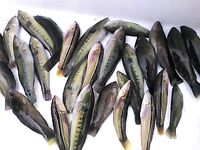 Cheilininae «бера» из 30 штук: опознание улова и японская подпись к фото