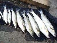 Сингиль и пеленгас в порту: 8 штук на нереиса, вчера крупный сошёл