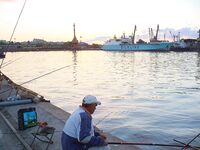 Сингиль и пеленгас в порту: 8 штук на нереиса, вчера крупный сошёл