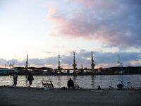 Сингиль и пеленгас в порту: 8 штук на нереиса, вчера крупный сошёл