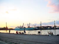 Сингиль и пеленгас в порту: 8 штук на нереиса, вчера крупный сошёл