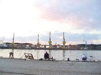 Сингиль и пеленгас в порту: 8 штук на нереиса, вчера крупный сошёл