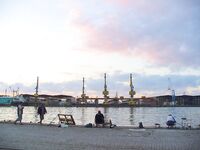 Сингиль и пеленгас в порту: 8 штук на нереиса, вчера крупный сошёл