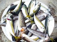 Китен, ветер С–СЗ, вода 22°: самодур, «цыганочка», луфарь — рыбы не было