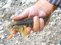 Поморие на разведке: северный ветер, бычки и бомбарда по заргану