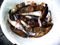 Бычки Чёрного моря: 40 видов, ночные выходы и мясные насадки