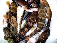 Бычки Чёрного моря: 40 видов, ночные выходы и мясные насадки