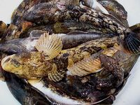 Бычки Чёрного моря: 40 видов, ночные выходы и мясные насадки