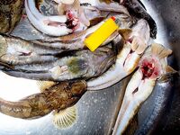 Бычки Чёрного моря: 40 видов, ночные выходы и мясные насадки