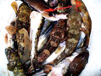 Нужна подсказка по виду: под камнями ловился шустрый «дворник» сачком