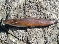 Галя — морской налим (Gaidropsarus mediterraneus): краткая заметка по виду