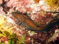 Галя — морской налим (Gaidropsarus mediterraneus): краткая заметка по виду