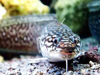 Галя — морской налим (Gaidropsarus mediterraneus): краткая заметка по виду