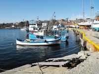 Царево, причал: сингиль на сеть, заготовка наживки под парагад