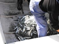 Царево, причал: сингиль на сеть, заготовка наживки под парагад